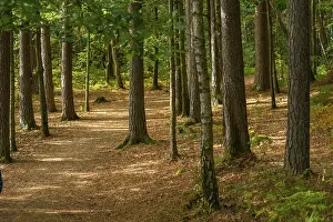 Deserted Hiking Trail Imprime: Walking path through a forest at fall