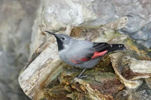 Passerine Songbird Imprime: Wallcreeper
