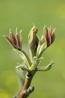 Springtime Nature Photography Imprime: Walnut tree