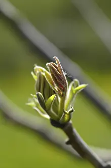 Springtime Nature Photography Imprime: Walnut tree