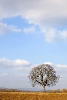 Deserted Farmland Landscape Imprime: Walnut tree in winter