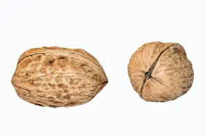 Close Up Walnuts Imprime: Walnuts
