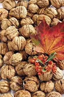 Maple Tree Leaves Imprime: Walnuts, firethorn and maple leaf