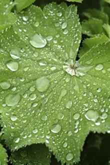 Dripping Water Effect Imprime: Waterdrop on leaf