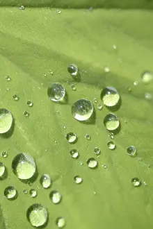Open Air Atmosphere Imprime: Waterdrop on leaf