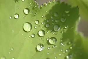 Dewy Morning Atmosphere Imprime: Waterdrop on leaf