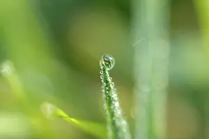 Close Up Water Drop Imprime: Waterdrop on leaf