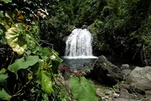 Central America Waterfalls Imprime: Waterfall in the primaeval forest