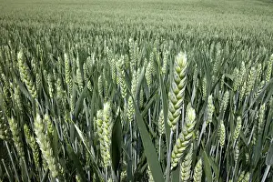 Grainfield Landscape Imprime: Wheat