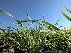 Farmland Landscape Imprime: Wheat