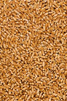 Cereal Grain Images Imprime: Wheat