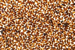 Wheat Grain Imprime: Wheat