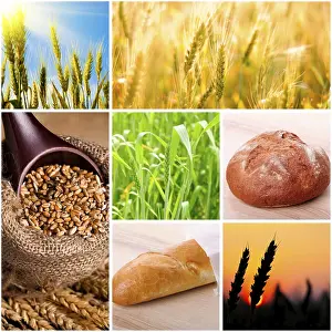 Empty Countryside Scenery Imprime: Wheat and bread concept for design
