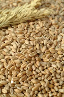 Corn Nutrition Imprime: Wheat corn