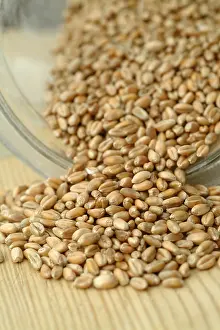 Curly Wheat Grains Imprime: Wheat corn