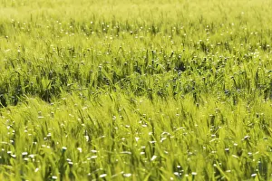 Agricultural Field Photography Imprime: Wheat Field
