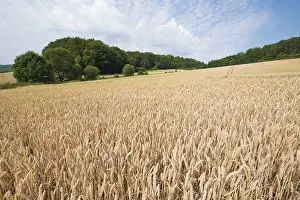 Wheat Field Germany Imprime: Wheat field, Thuringia, Germany