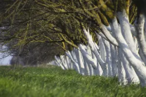 Deserted Green Meadow Imprime: Whitewashed tree trunks along the road