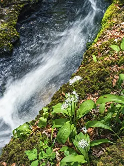 Ramson Inflorescence Imprime: Wild Garlic over stream, Devon