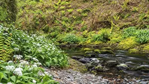 Ramsons In Bloom Imprime: Wild Garlic over stream, Devon