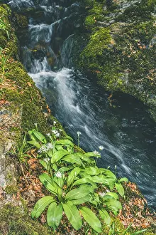 Waterfront Flowering Plants Imprime: Wild Garlic over stream, Devon
