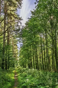 Forest Scenery Images Imprime: A wild path in the forest