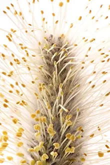 Close Up Nature Photography Imprime: Willow