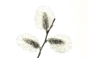 Nature Botany Images Imprime: Willow