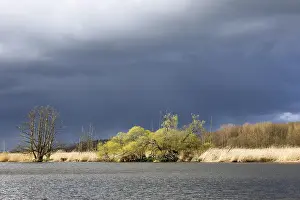 Northern Germany River Scenery Imprime: Willow trees on the banks of the Peene