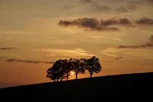 Atmospheric Evening Light Germany Imprime: Wind beeches at sunset in spring