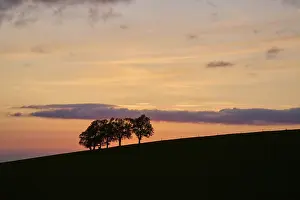 Springtime In Southern Germany Imprime: Wind beeches at sunset in spring