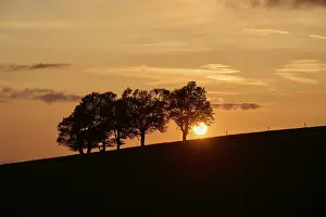 Evening Light Atmospheric Mood Imprime: Wind beeches at sunset in spring