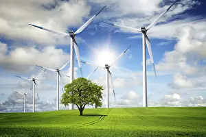 Oak Tree Ecology Imprime: Wind of change