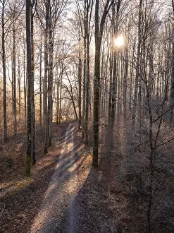 Winter Forest Germany Imprime: A winding path through a wintry forest