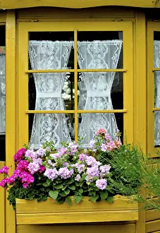 Geranium Inflorescence Imprime: Window with geraniums outside