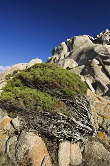 Mediterranean Sea Rock Formation Imprime: Windswept Juniper Tree at Capo Testa