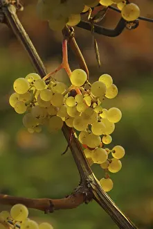 Wine Growing Regions Imprime: Wine, grape