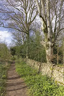 Northern European Winter Scene Imprime: Winter trees, stone wall, path