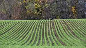 Winter Wheat Imprime: Winter wheat sprouting in rows