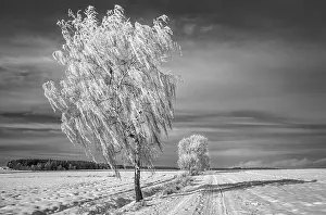 Wintry Landscape Photo Imprime: Winterb