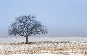 Deserted Farmland Imprime: Wintertime