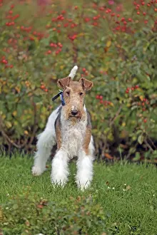 Thoroughbred Dog Images Imprime: Wirehaired Fox Terrier