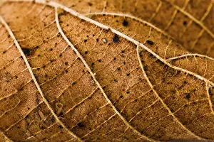 Autumn Leaf Macro Imprime: Wires leaf