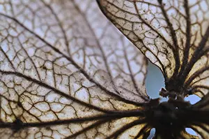 German Hydrangeaceae Imprime: Withered flower of a hydrangea