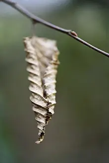 Nature Without Humans Imprime: Withered leaf