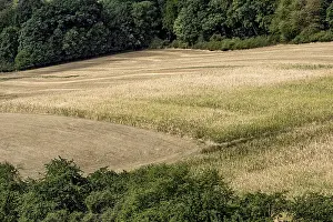 Climate Change Effects Imprime: Withered maize fields, fields, meadows