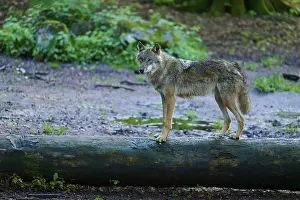 Gray Wolf In Forest Imprime: A wolf balancing on a tree trunk