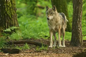 Predator In Nature Imprime: A wolf in the forest with green background