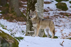 Canidae Species Imprime: A wolf looking into the camera