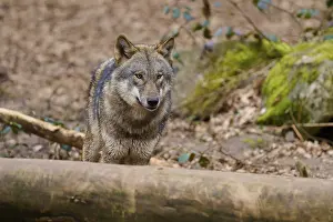 Predator Animal Photo Imprime: Wolf looking over a tree trunk in the forest